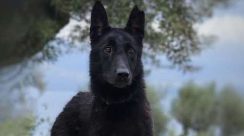 Save a Greek Stray: Μεγάλη επιχείρηση την Κυριακή στου Παπάγου για να βρεθεί η Μπέτυ - Ενημερώστε στα 6936533791 - 6932345777