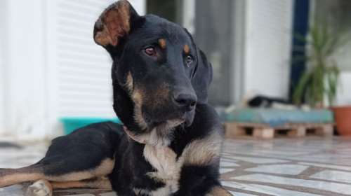 Ελενα Ακρίτα: &quot;Όσο υπάρχουν τέτοιοι άνθρωποι, υπάρχει και ελπίδα&quot;  - Θυμάστε τον Μπίλι το κακοποιημένο κουτάβι με τα τρία πόδια