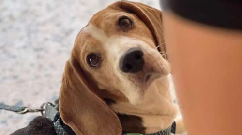 Ο Γκούφη: Δείτε μια μούρη που δεν ήθελαν - Τον παραμελούσαν από τα πρώτα χρόνια της ζωής του