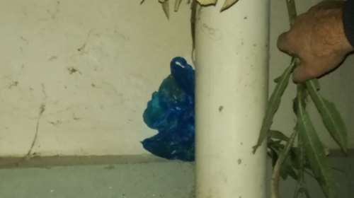 Επιχείρηση της ΕΛΑΣ στην Πανεπιστημιούπολη: Σπείρα έκρυβε ναρκωτικά σε δέντρα και υδροροές [Βίντεο]