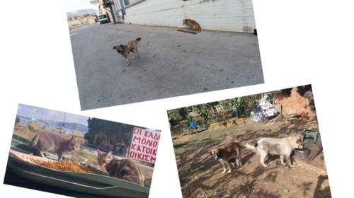 &quot;Φαντάσματα του Ασπροπύργου&quot;: Δώστε ό,τι δεν χρειάζεστε στο χριστουγεννιάτικο μπαζάρ για τα αδέσποτα