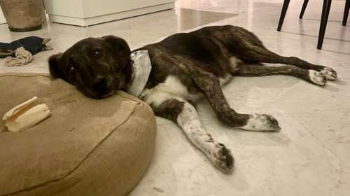 Η ιστορία του Φούτη: Του &#39;χει λείψει τόσο το ραχάτι που την περισσότερη ημέρα είναι ξαπλωμένος