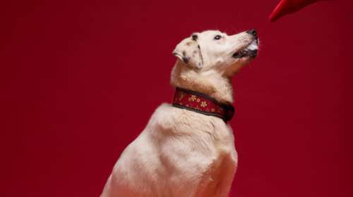 Έχεις νιώσει ποτέ μόνος τα Χριστούγεννα; Αν ναι, μπορείς να καταλάβεις πόσο πολύ ανάγκη έχει τη συντροφιά η Μέλπω