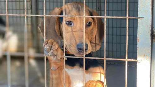 Η ιστορία της Ντάλιας από την Ηλιούπολη: Οταν τη βρήκαν ήταν ένα πλάσμα φοβικό, λιπόσαρκο, σχεδόν μωρό