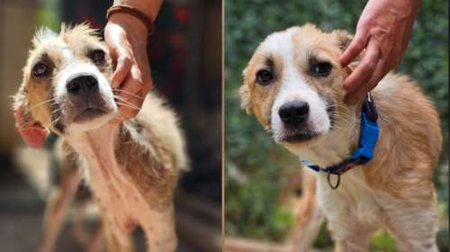 Σώστε ένα αδεσποτάκι: Ο Αυγουστής... ένα μήνα μετά