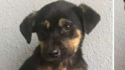 Ξάνθη: Ούτε ένα, ούτε δύο,πέταξαν στο δρόμο σε μια εβδομάδα  50 σκυλιά