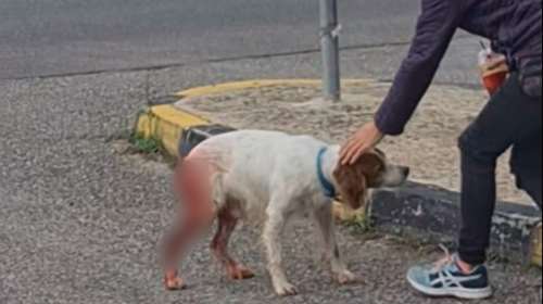 Μάχη για τη ζωή του δίνει σκύλος που κακοποιήθηκε βάναυσα στην Ηλεία