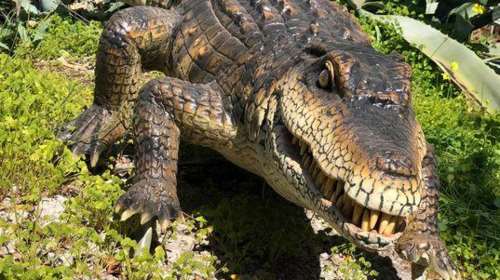 Ο αλιγάτορας που έζησε πριν από 18,5 εκατ. χρόνια στη Λέσβο- Ομοίωμά του στο Μουσείο Φυσικής Ιστορίας