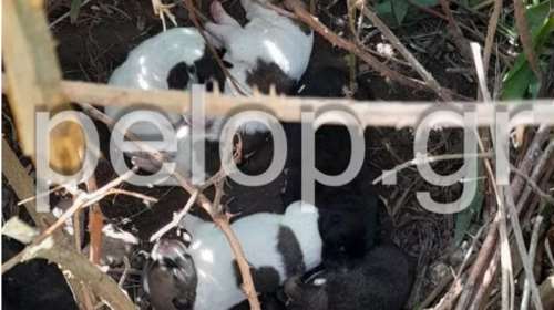 Πάτρα: Βασάνισαν ανελέητα έγκυο σκυλίτσα για να μην γεννήσει - Τα κουταβάκια της όπως και εκείνη τα κατάφεραν