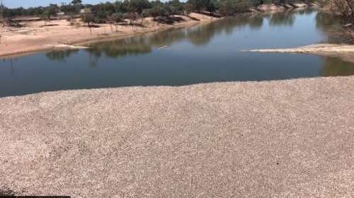 Αυστραλία: Εκατομμύρια νεκρά ψάρια σε ποταμό [Βίντεο]