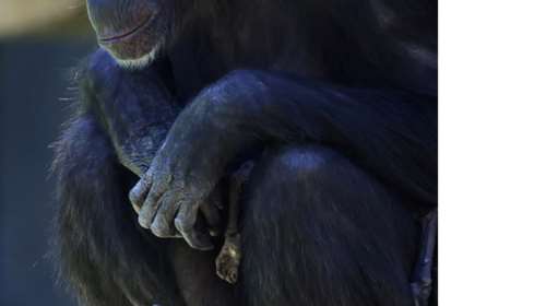 Η Ναταλία, η μαμά-χιμπατζίνα που δεν μπορεί να αποχωριστεί το νεκρό μωρό της και πενθεί- βίντεο