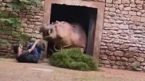 Κίνα: Αγριεμένος... ιπποπόταμος επιτέθηκε σε φύλακα ζωολογικού κήπου - Γλίτωσε στο τσακ [Βίντεο]