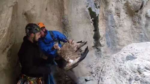 Κρήτη: Λεπτό προς λεπτό η διάσωση τραυματισμένου γύπα στο Φαράγγι της Εργανού [βίντεο]