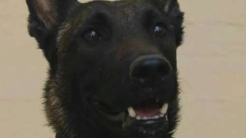 Μεσολόγγι: Ο Echo βραβεύεται από τη Φιλοζωική Εταιρεία για τον εντοπισμό του Μπάμπη - Κείμενο-ύμνος για τα σκυλιά