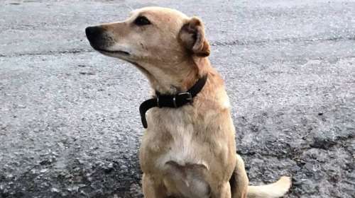 Κρήτη: Πυροβόλησαν και σκότωσαν σκύλο έξω από το σπίτι του - Θρήνος για τον 9χρονο &quot;Ρόκκο&quot;