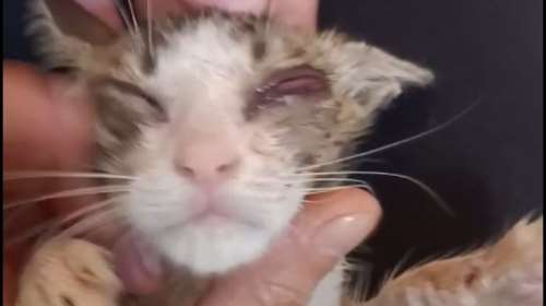 Τρεις ημέρες βρισκόταν μέσα στο βούρκο του φρεατίου, άσιτη, χαμένη και τυφλή: Ας βοηθήσουμε το μωράκι