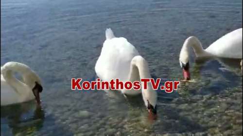 Πανέμορφες εικόνες στο Καλαμάκι Κορινθίας: Οι εντυπωσιακοί κύκνοι που τράβηξαν τα βλέμματα [βίντεο]