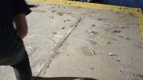 Παράδοξο φαινόμενο στη Χαλκίδα: Εκατοντάδες ψάρια βγήκαν στην στεριά μετά από "τρελό" σπαρτάρισμα [βίντεο]