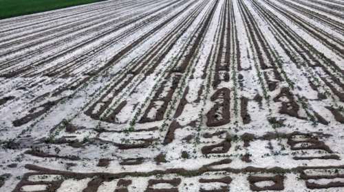 Καβάλα: Ολική καταστροφή σε καλλιέργειες από το χαλάζι - Σε απόγνωση οι αγρότες [εικόνες]