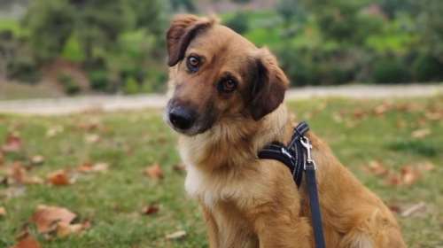 Σώστε ένα αδεσποτάκι: Ο Αλφι - Μια φορά και έναν καιρό, ήταν ένας Γερμανικός Ποιμενικός που ερωτεύτηκε σφόδρα ένα Κοκόνι