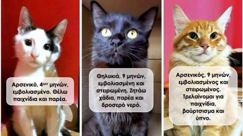 Γατάκια σε ανάγκη: Η οικογένεια τους φεύγει στο εξωτερικό και κινδυνεύουν να τα χάσουν όλα
