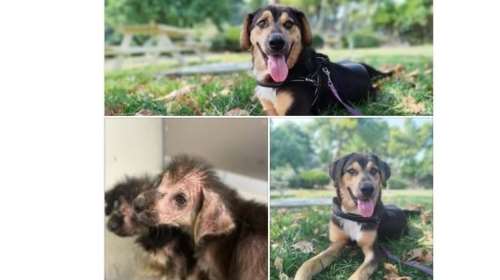 Ο Μπάτον έμεινε μόνος πίσω στο καταφύγιο χωρίς τον αδερφό του το Μπένζαμιν που βρήκε το δικό του σπίτι