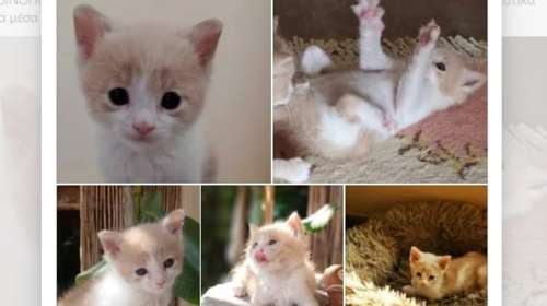 "Κρεμ καραμελέ" από.... φρεάτιο - Τα έσωσαν εθελοντές του Alma Libre, μας τα συστήνει το ΣωΦιΑ