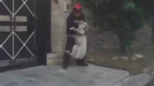 Φωτιά στην Πεντέλη: Η συγκλονιστική στιγμή που εθελοντής σώζει σκύλο πηδώντας φράχτη [Βίντεο]