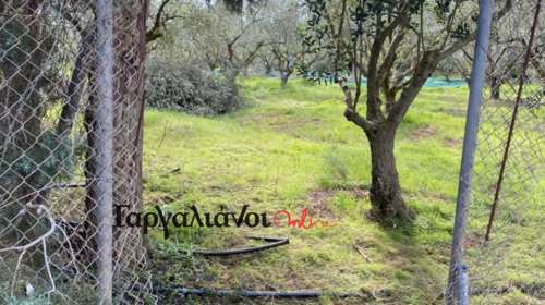 Ελαιοπαραγωγός στη Μεσσηνία επικήρυξε με 1.000 ευρώ τους ληστές που του έκλεψαν 36 τσουβάλια ελιές