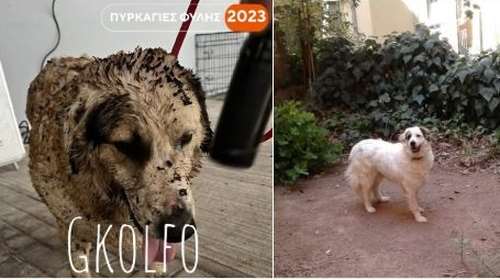 Από τις στάχτες, στη ζωή που αξίζει - Δεν θυμάται πια τον πόνο - Θυμάται μόνο την αγάπη που βρήκε - Το θαύμα της επούλωσης