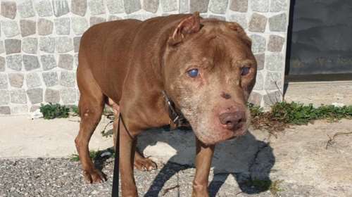 Θα σας πούμε αυτά που ξέρουμε για τον Ζόλτι...  Τα μάτια του θόλωσαν και δεν βλέπουν... Τα κατακρεουργημένα αυτιά του δεν ακούν