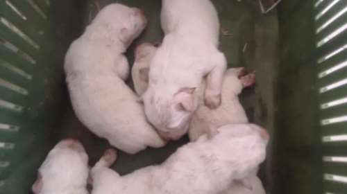 Αποτροπιασμός στην Ηλεία: Τύλιξε νεογέννητα κουτάβια σε τσουβάλι για να τα πετάξει στα σκουπίδια - Τον έπιασαν επ&#39; αυτοφόρω