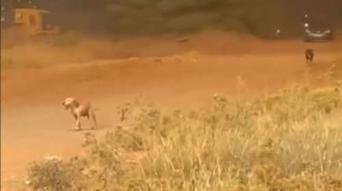 Τεράστια προσπάθεια για να μην καεί το δημοτικό κυνοκομείο Χαλκίδας - Σκύλοι έτρεχαν να σωθούν από τη φωτιά