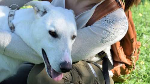 Έλλη Κοκάλη: Η δημοσιογράφος που δίνει "φωνή" στα αδέσποτα του Ηρακλείου