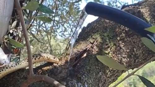 Καύσωνας: Άνδρας έδωσε νερό σε εξαντλημένη και διψασμένη δεντρογαλιά – Τον αποθεώνει το Tik Tok [Βίντεο]
