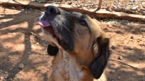 Η Γκάμπυ είναι ο τύπος του σκύλου που θα μπορούσε να σου φτιάχνει τις Δευτέρες, τις Τρίτες και όλες τις ημέρες της εβδομάδας