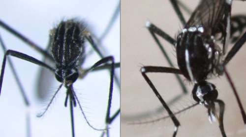 Ανησυχία για κορεάτικο κουνούπι ανθεκτικό στο κρύο - Θα μπορούσε να &quot;αποικίσει&quot; την Ελλάδα