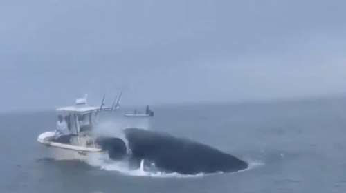 Απίστευτο βίντεο με φάλαινα που έπεσε πάνω σε βάρκα και εκτόξευσε στον αέρα τους ψαράδες