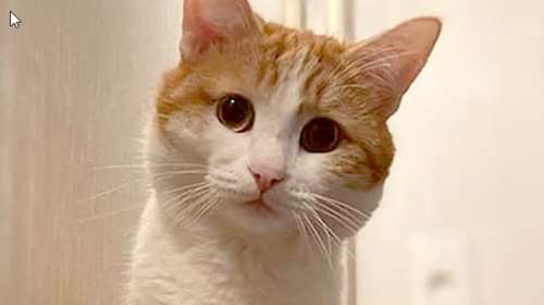 Σάλος στη Ρωσία: Γυναίκα ελεγκτής πέταξε γάτα από τρένο στους -30 βαθμούς επειδή νόμιζε ήταν αδέσποτη