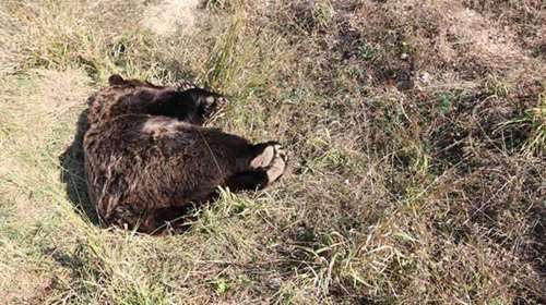 Πρέσπες: Πυροβόλησαν και σκότωσαν θηλυκή καφέ αρκούδα