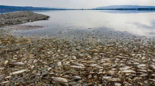 Η οικολογική καταστροφή στη λίμνη Κορώνεια-Χιλιάδες νεκρά ψάρια