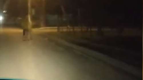 Ημαθία: Λύκος έκοβε βόλτες στην Αλεξάνδρεια και πετάχτηκε μπροστά σε ντελιβερά [βίντεο]