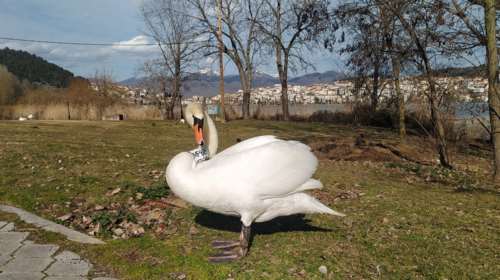 Κύκνος στην Καστοριά περιμένει το ταίρι του που πέθανε έξω από το κέντρο περίθαλψης- Τον απομάκρυναν και επέστρεψε