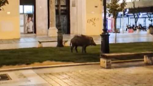 Θεσσαλονίκη: Αγριογούρουνο βγήκε... τσάρκα στην Αριστοτέλους [βίντεο]
