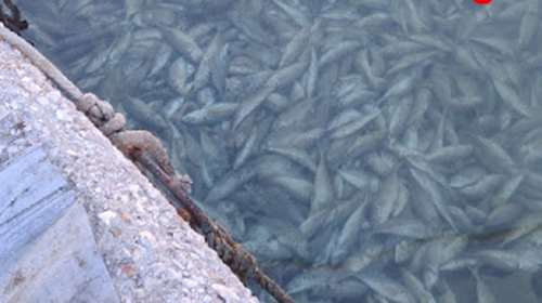 Κόρινθος: Μυστήριο με εκατοντάδες νεκρά ψάρια στο λιμάνι - Τι συνέβη [Βίντεο]