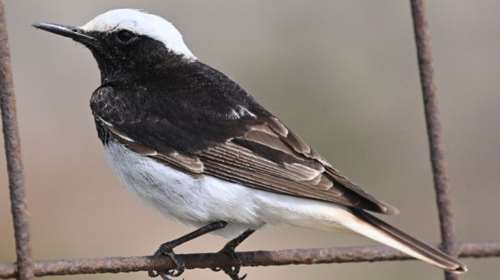 Λέσβος: Ενα σπάνιο πουλί εντοπίστηκε στο απολιθωμένο δάσος - Ο Σκουφοπετροκλής ή Οινάνθη