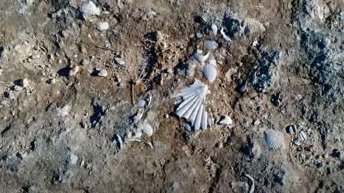 Σπάνια ανακάλυψη: Χιλιάδες απολιθωμένα κοχύλια εκατομμυρίων ετών σε χωματόδρομο στην Πελοπόννησο [βίντεο]