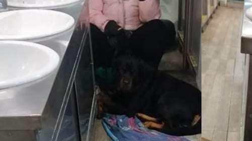 Απίστευτο: Ταξίδεψε από την Σκόπελο στο Βόλο σε τουαλέτα πλοίου επειδή είχε... σκύλο - Τι συνέβη