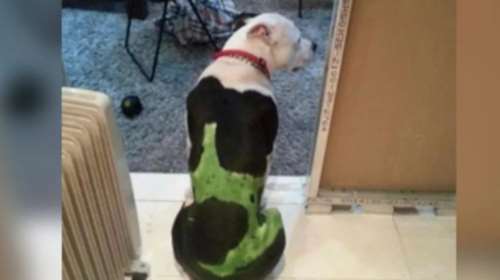 Αιδηψός: Ο 30χρονος που συνελήφθη για την κακοποίηση της γάτας, είχε βάψει τον σκύλο του - Ζήτησε και τα.. ρέστα