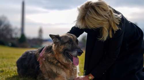 Πέθανε ο Τσαμπ, το λυκόσκυλο των Μπάιντεν: &quot;Θα μας λείπεις για πάντα&quot;